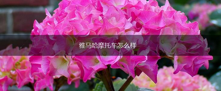 雅马哈摩托车怎么样,第1张