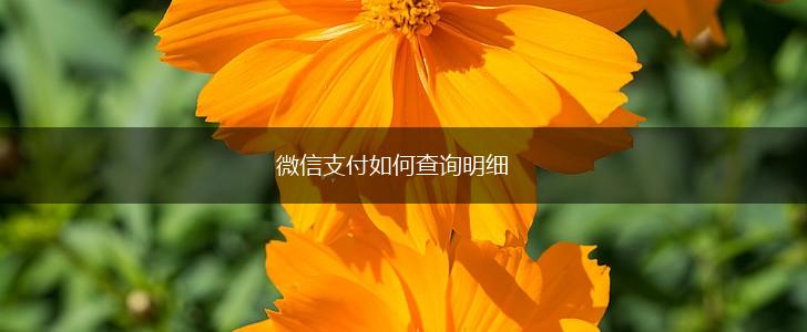 微信支付如何查询明细,第1张