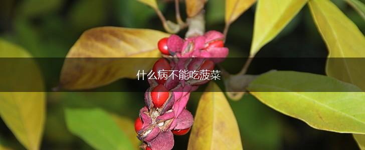 什么病不能吃菠菜,第1张