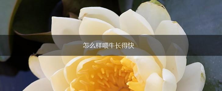怎么样喂牛长得快,第1张