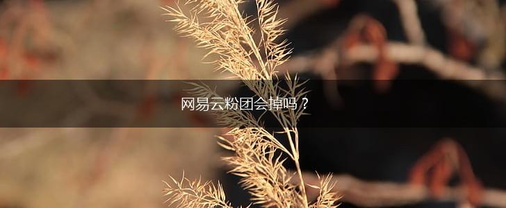网易云粉团会掉吗？,第1张