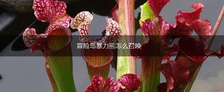 冒险岛暴力熊怎么召唤,第1张