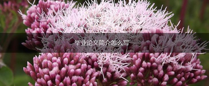 毕业论文简介怎么写,第1张