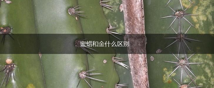 蜜蜡和金什么区别,第1张