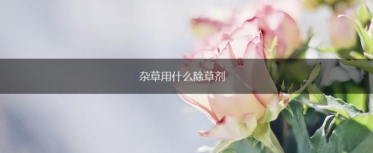 杂草用什么除草剂,第1张