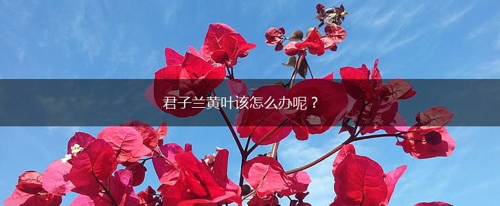君子兰黄叶该怎么办呢？,第1张