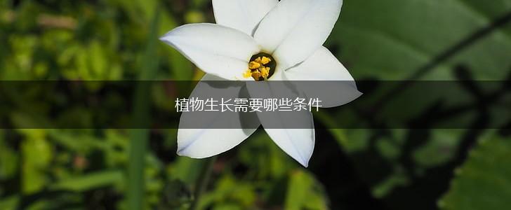 植物生长需要哪些条件,第1张