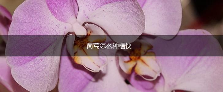 茼蒿怎么种植快,第1张