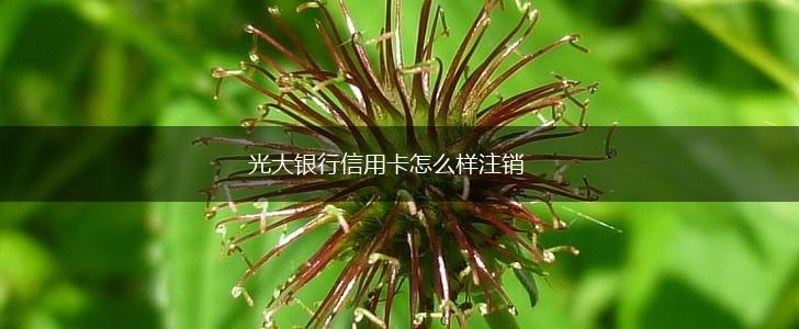 光大银行信用卡怎么样注销,第1张