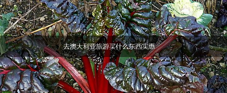 去澳大利亚旅游买什么东西实惠,第1张