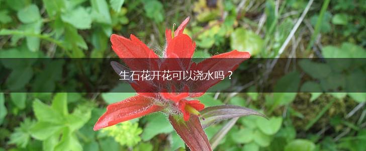 生石花开花可以浇水吗？,第1张