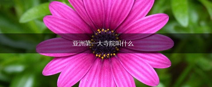 亚洲第一大寺院叫什么,第1张