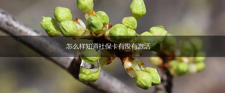 怎么样知道社保卡有没有激活,第1张