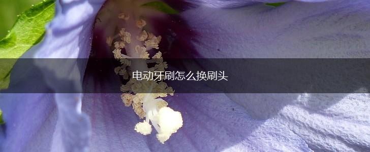电动牙刷怎么换刷头,第1张