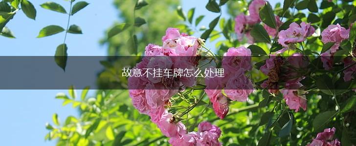 故意不挂车牌怎么处理,第1张