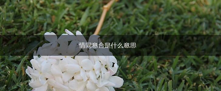 情同意合是什么意思,第1张