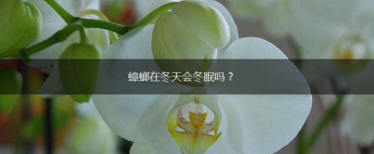蟑螂在冬天会冬眠吗？,第1张