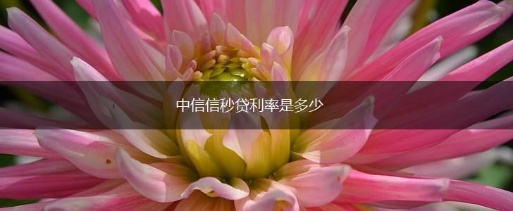 中信信秒贷利率是多少,第1张