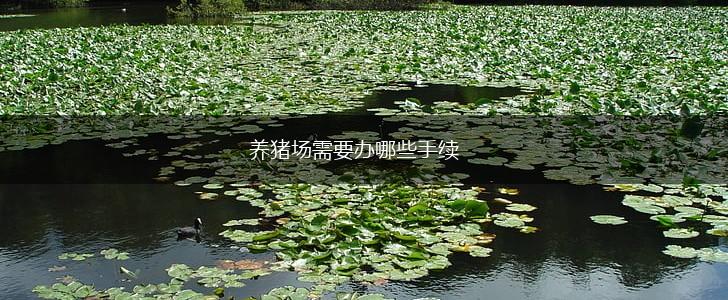 养猪场需要办哪些手续,第1张