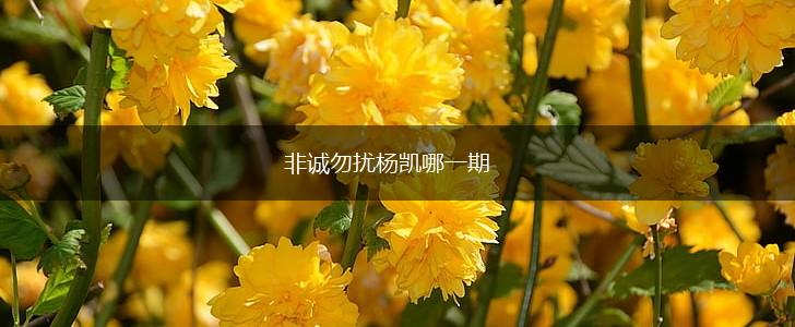 非诚勿扰杨凯哪一期,第1张