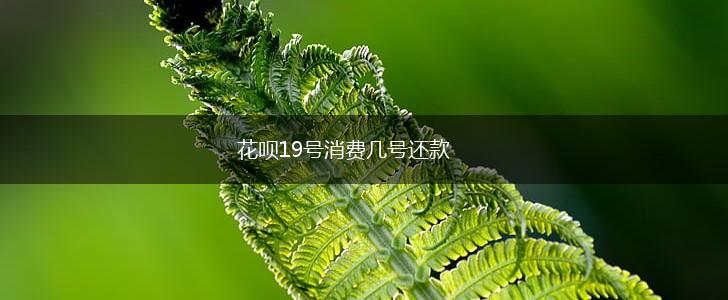 花呗19号消费几号还款,第1张