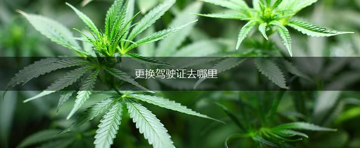更换驾驶证去哪里,第1张