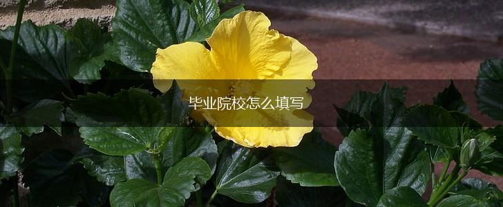 毕业院校怎么填写,第1张