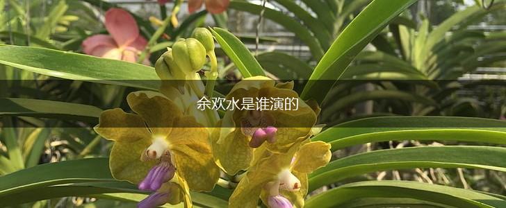 余欢水是谁演的,第1张