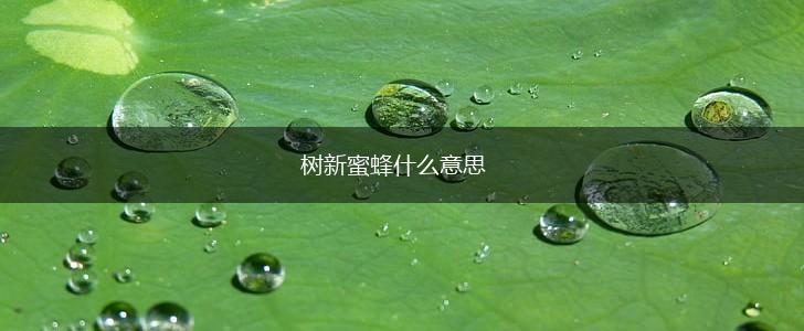 树新蜜蜂什么意思,第1张