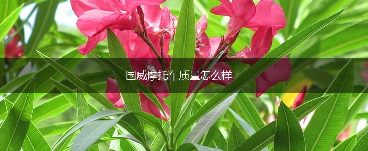 国威摩托车质量怎么样,第1张