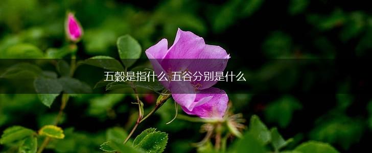 五穀是指什么 五谷分别是什么,第1张