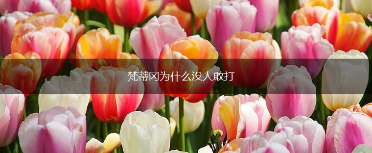 梵蒂冈为什么没人敢打,第1张