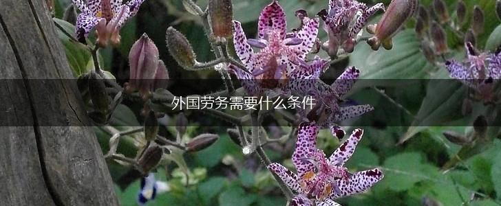 外国劳务需要什么条件,第1张 外国劳务需要什么条件,第1张