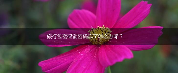 旅行包密码锁密码忘了怎么办呢？,第1张