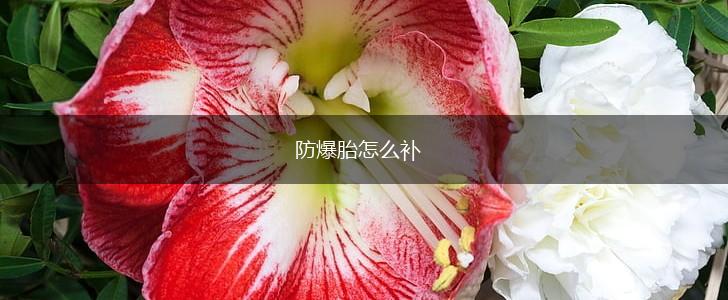 防爆胎怎么补,第1张