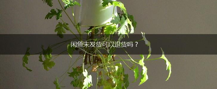 闲鱼未发货可以退货吗？,第1张