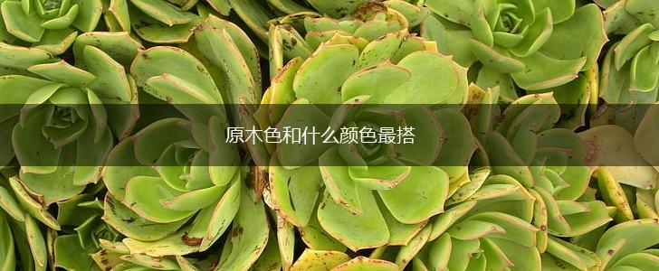 原木色和什么颜色最搭,第1张