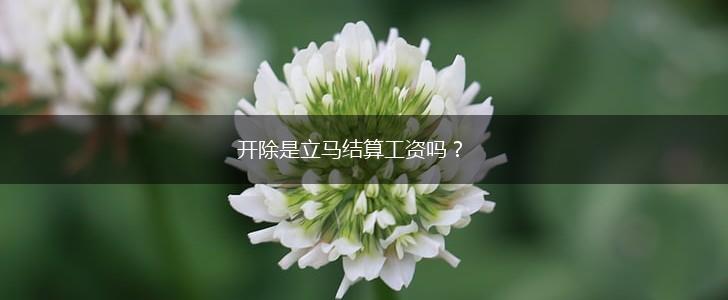 开除是立马结算工资吗？,第1张