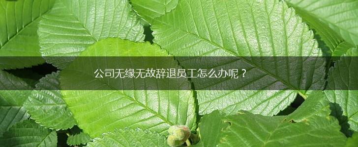 公司无缘无故辞退员工怎么办呢？,第1张