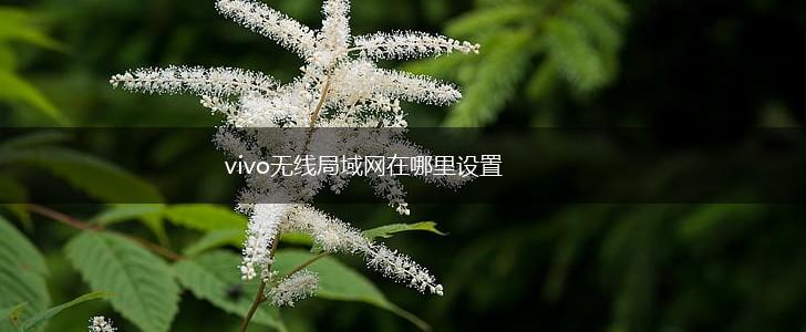 vivo无线局域网在哪里设置,第1张