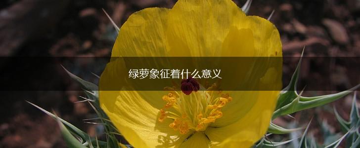 绿萝象征着什么意义,第1张