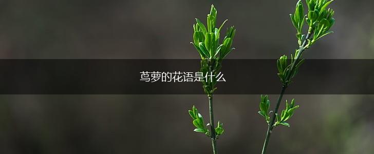茑萝的花语是什么,第1张