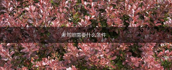 考驾照需要什么条件,第1张