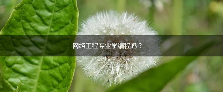 网络工程专业学编程吗？,第1张