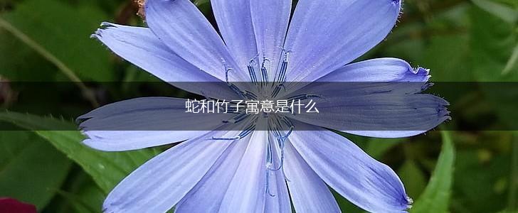 蛇和竹子寓意是什么,第1张