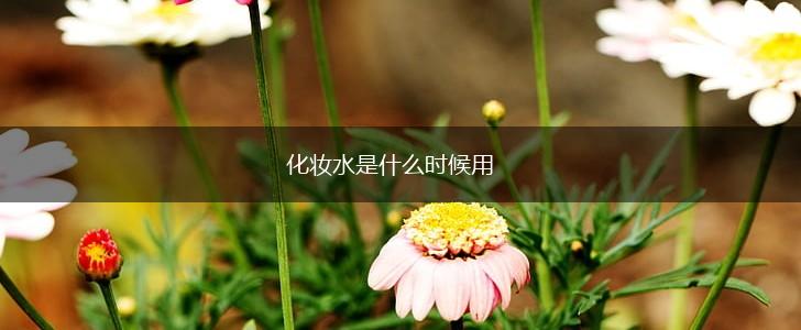 化妆水是什么时候用,第1张