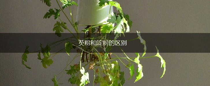 芡粉和淀粉的区别,第1张