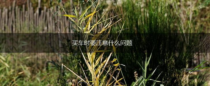 买车时要注意什么问题,第1张
