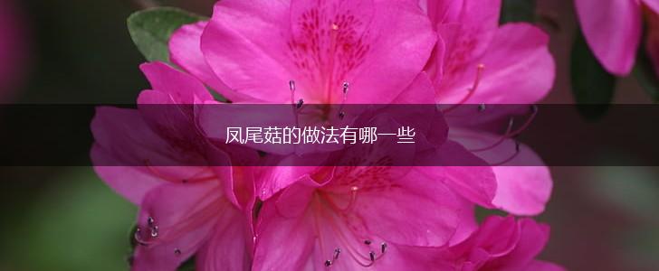 凤尾菇的做法有哪一些,第1张