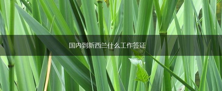 国内到新西兰什么工作签证,第1张